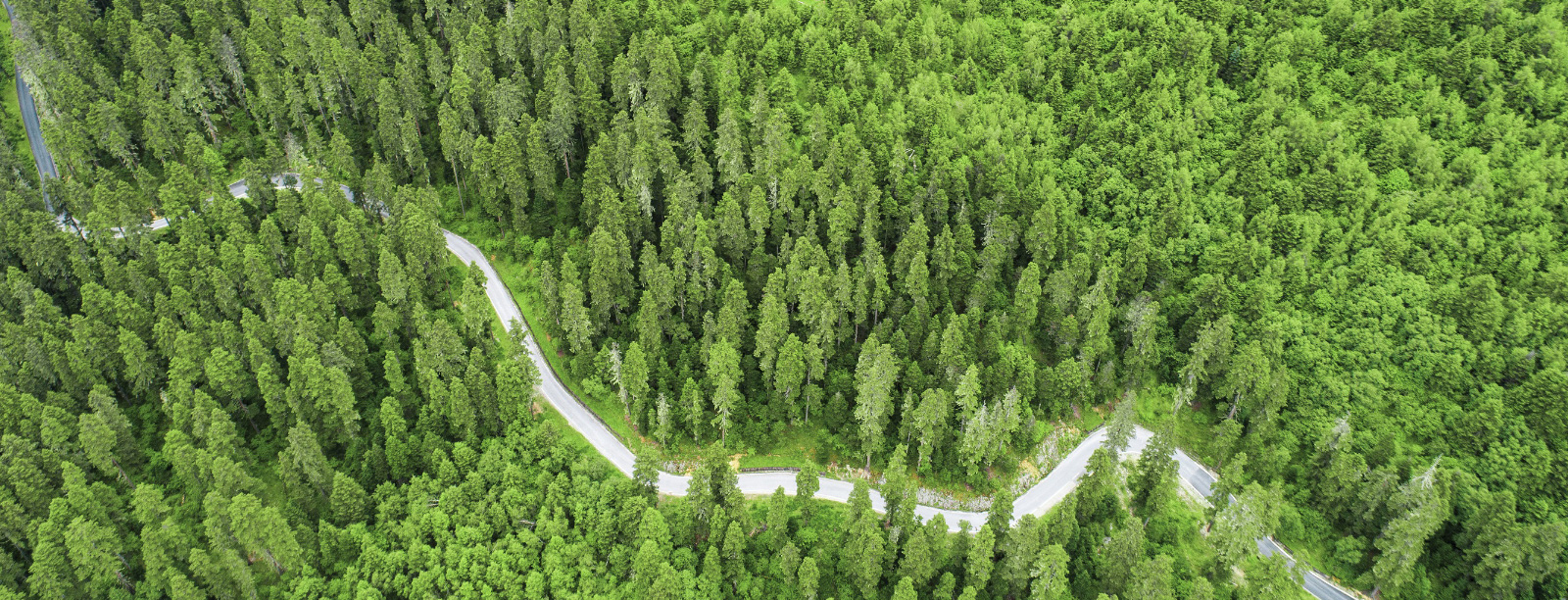 Becoming a carbon neutral company